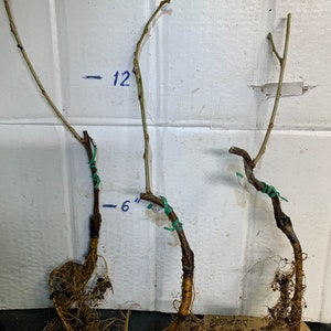 Wisteria sinensis Alba, grafted, 1 year old, RARE ITEM image 10