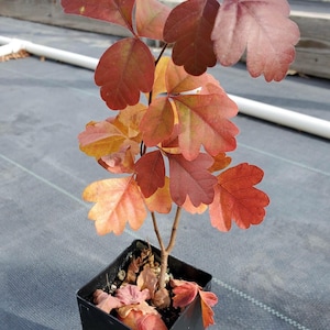 Op de afbeelding: Een kleine, gepotte plant met rode en oranje bladeren. De plant is gelabeld met "Konza/Geurige Sumak in de herfst".