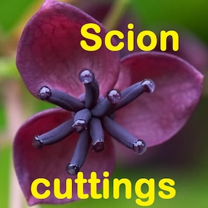 6 scion cuttings of Akebia trifoliata australis   (aka Chocolate Vine)