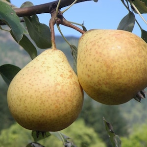 May include: Two ripe yellow pears with brown spots hanging from a tree branch. The pears are slightly out of focus, but the texture of their skin is visible.