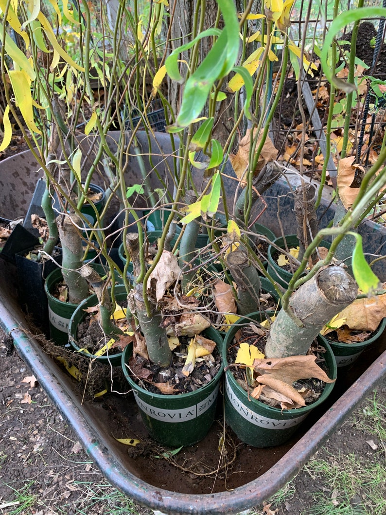 4 Ft. Tall Corkscrew Willow Tree Twisted Limbs 1 Year Old Etsy