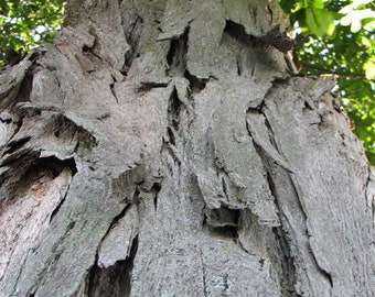 Shellbark Hickory (Carya laciniosa) tree plant , 6-12” tall.