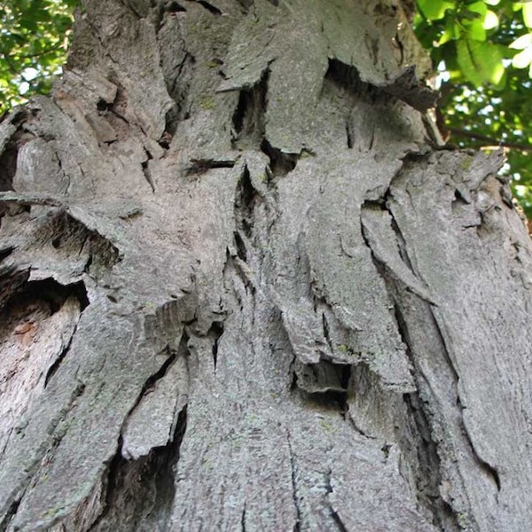 Shellbark Hickory (Carya laciniosa) tree plant , 6-12” tall.