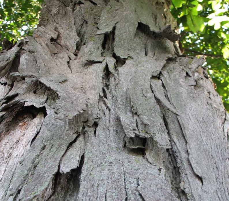 Shellbark Hickory Carya laciniosa tree plant , 6-12 tall. image 1