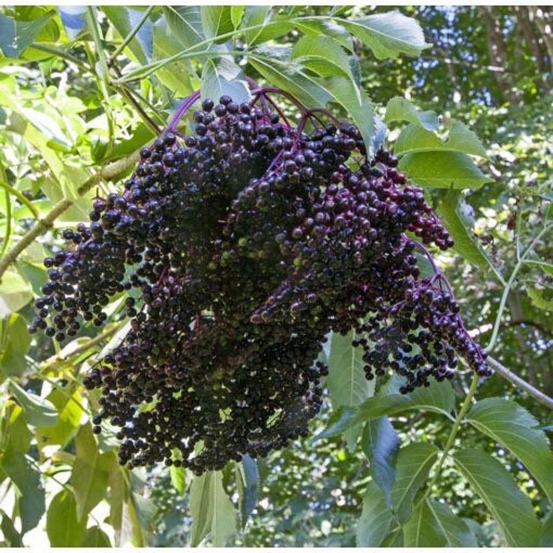 American Elderberry wyldewood sambucus Canadensis Hybrid 1 Etsy