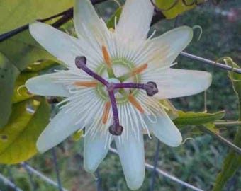 Passiflora caerulea ‘Constance Eliott’ (Passiflora hybrid) 2.5" Pot Size