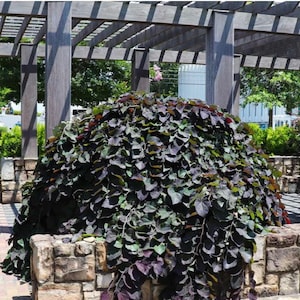 Cercis Canadensis RUBY FALLS Weeping Redbud Plant, 2-3 Ft Tall - Etsy