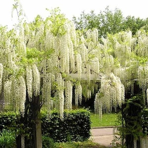 Wisteria sinensis Alba, grafted, 1 year old, RARE ITEM image 2