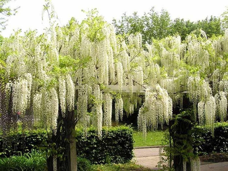 Wisteria sinensis Alba, grafted, 1 year old, RARE ITEM image 2