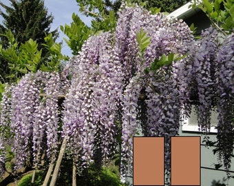 Wisteria floribunda "Burford", grafted plant 1 year old