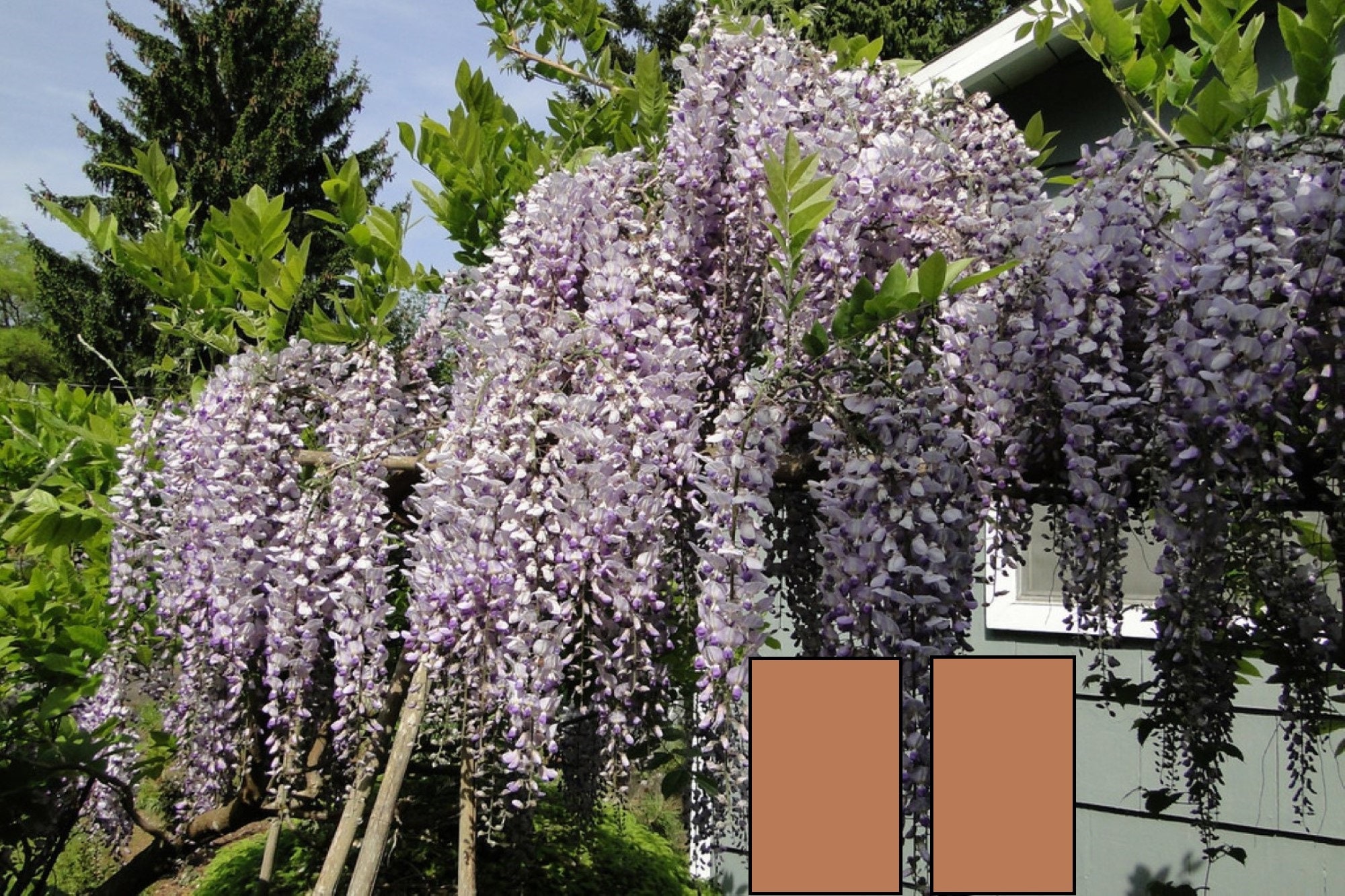 wisteria  Wisteria Floribunda 