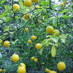 12-18&quot; hoge driebladige sinaasappel (Poncirus trifoliata) 2-3 jaar oude plant