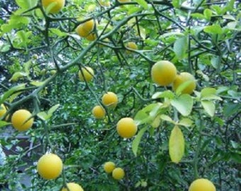 Trifoliate Orange (Poncirus trifoliata) 2-3 year old plant 12-18 inches tall