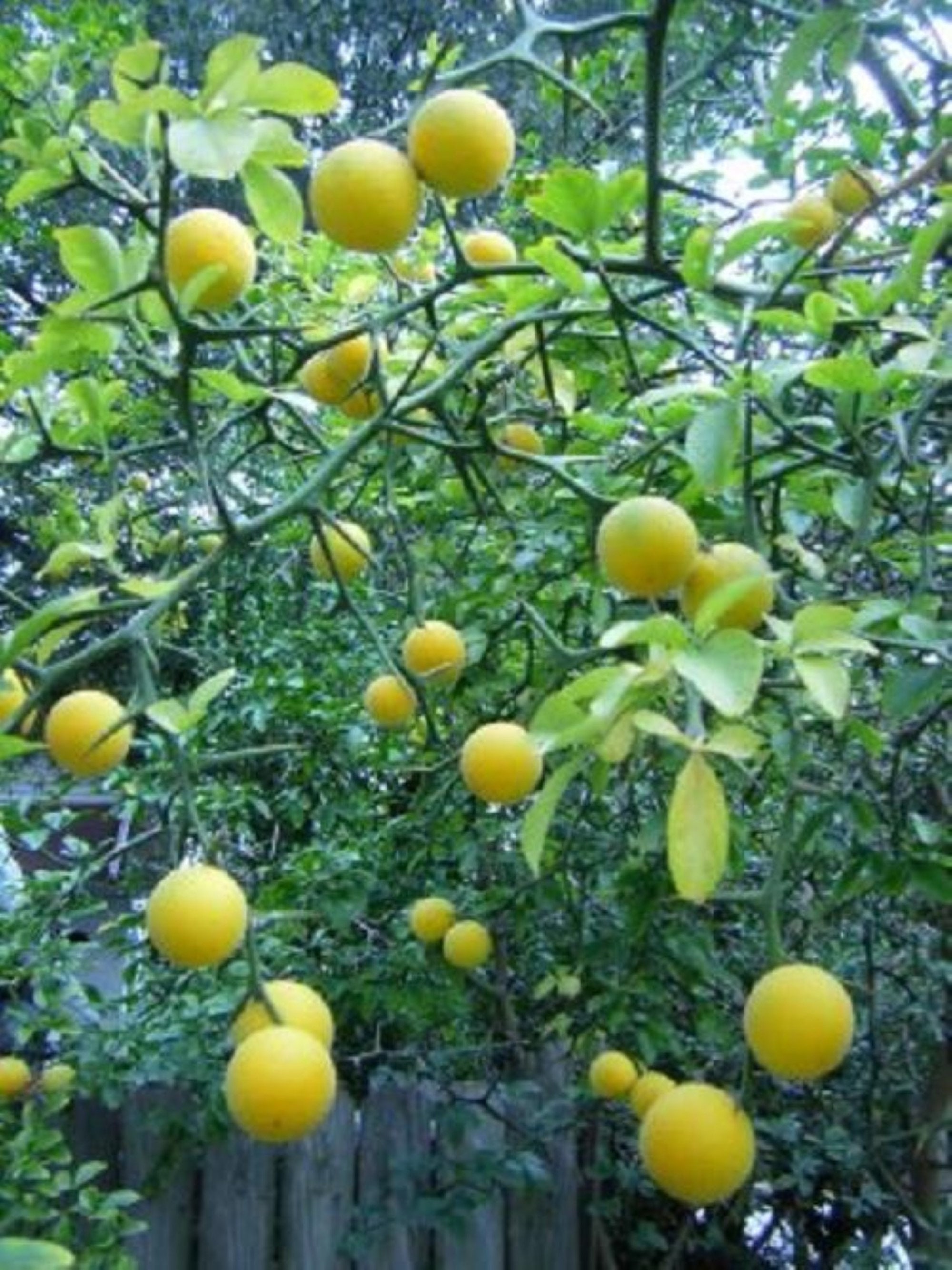 Navel Orange Tree for sale 80 ads for used Navel Orange Trees