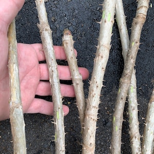 1 Branch/stem 32-34” Long of Aralia spinosa American Angelica - Devil's Walkingstick