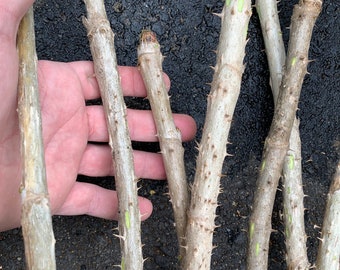 3 branches/tiges 32-34" de long d'Aralia spinosa American Angelica - DEVIL'S WALKINGSTICK