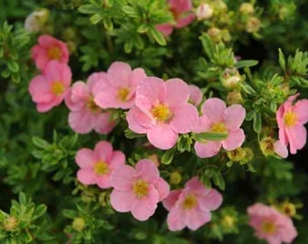 Dasiphora Fruiticosa  (Pink Beauty Potentilla) 1 plant