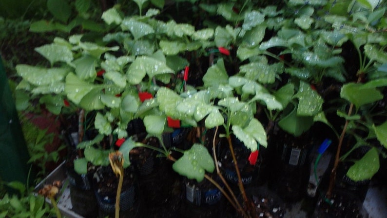 Female ginkgo, live grafted plant, 1 year old graft size. image 5