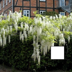 Wisteria sinensis Alba, grafted, 1 year old, RARE ITEM image 1