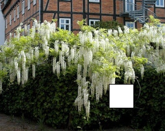 Wisteria sinensis Alba, grafted, 1 year old, RARE ITEM