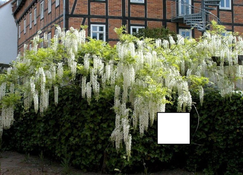 Wisteria sinensis Alba, grafted, 1 year old, RARE ITEM image 1