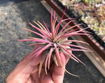 Tillandsia Ionantha Air Plant Cluster, Can not be sent to HI