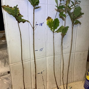 2 ans 3 plantes Quercus robur Fastigiata , Chêne anglais colonnaire, racine nue, dormant image 7