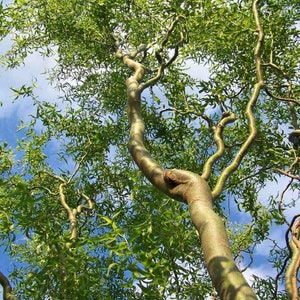 Op de afbeelding: Een treurwilg met kronkelende takken en groene bladeren tegen een blauwe lucht.