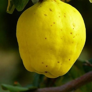 1 year old Cydonia Provence Quince plant,rooted starter plant