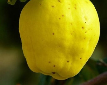 2 year old Cydonia Provence Quince plant, 16-20” plant