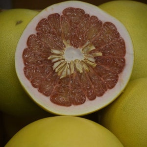 May include: A close-up of a halved pomelo fruit, revealing its pink flesh and white pith. The fruit is surrounded by whole pomelos, all with a yellow-green skin.