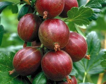 Hinnomaki Red Gooseberry Plant well rooted starter plant 6-12 inches tall