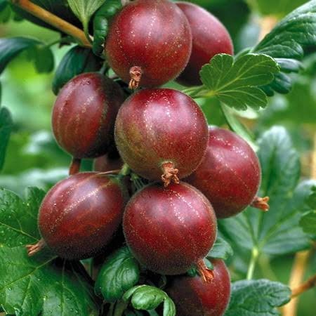 Hinnomaki Red Gooseberry Plant well rooted starter plant 15-20 inches tall