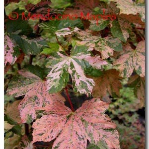 Acer pseudoplatanus &#39;Eskimo Sunset&#39; 10-12” tall bare root grafted plant