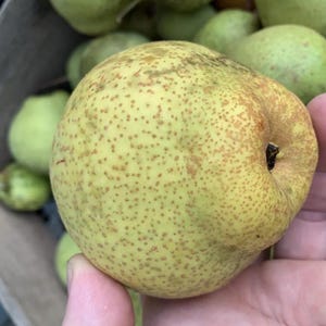 Shin Li Asian hybrid pear tree, grafted plant 1 year old 6-10 inches tall