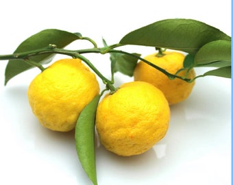 Yuzu Ichandrin Hardy Lemon Citrus,  1-2 feet tall, grafted, Can not ship to Az, Ca, Fl, La, Tx, Hi, Ak