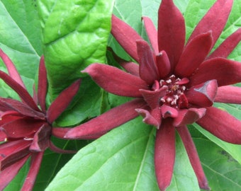 Arbuste doux (Calycanthus florida, piment de la Caroline) , 2 ans