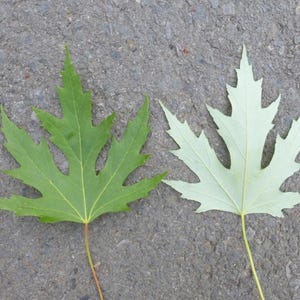 18-24 po. de hauteur Érable argenté Acer saccharinum (dasycarpum) 1-2 ans