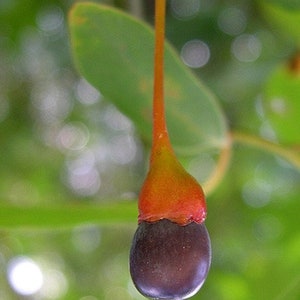 Sassafras (Sassafras albidum), 1-2 year old plant 8-12” tall.