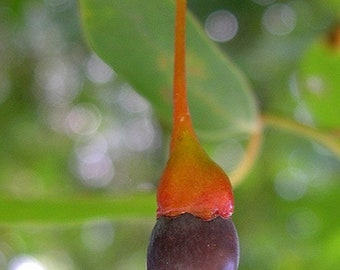 Sassafras (Sassafras albidum), 1-2 year old plant 8-12” tall.