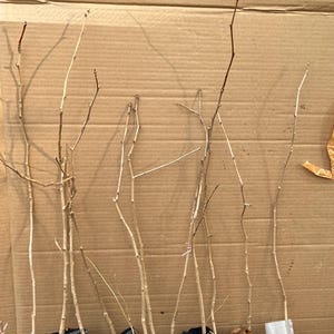 60 cm hoch Ginkgo Biloba Sämling unsexed wurzeltasche 3-4 Jahre alt