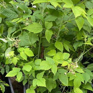 Puede incluir: Una planta de frambuesa de color verde vibrante con hojas serradas y peque&ntilde;os brotes en desarrollo, que crece erguida dentro de una caja de pl&aacute;stico negra. La planta presenta m&uacute;ltiples tallos y follaje denso, mostrando las etapas iniciales de fruto.