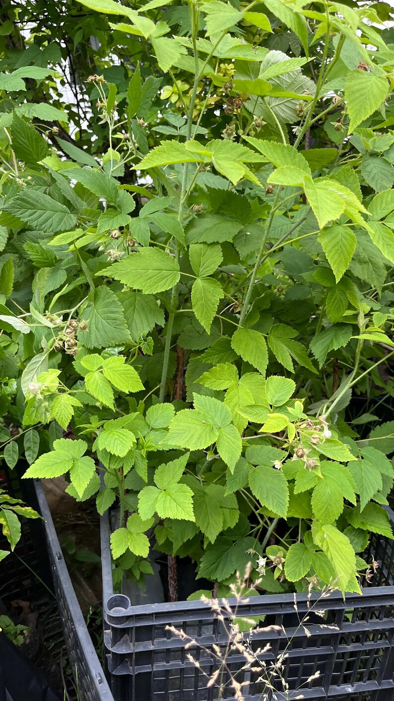 Puede incluir: Una planta de frambuesa de color verde vibrante con hojas serradas y peque&ntilde;os brotes en desarrollo, que crece erguida dentro de una caja de pl&aacute;stico negra. La planta presenta m&uacute;ltiples tallos y follaje denso, mostrando las etapas iniciales de fruto.