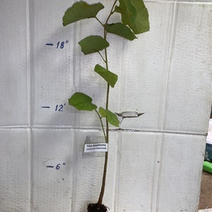16-18” tall Tilia Americana tree, 1-2 year old (American basswood)