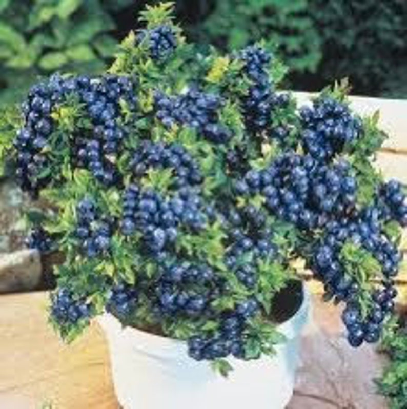 Blueberry Top Hat Vaccinium angustifolium 4 Pot image 1