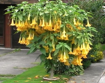 Yellow Angel Brugmansia Angel Trumpet Live Plant 6-12 inches tall