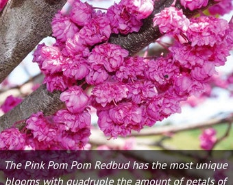 Pink Pom Poms Redbud Tree, 4-5 ft potted plant.