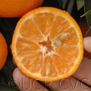 Puede incluir: Primer plano de una naranja cortada por la mitad, revelando su pulpa jugosa y segmentada, así como una sola semilla. La naranja es de un color naranja vibrante y tiene una piel lisa y brillante.