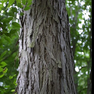 Shellbark Hickory Carya laciniosa tree plant , 6-12 tall. image 2