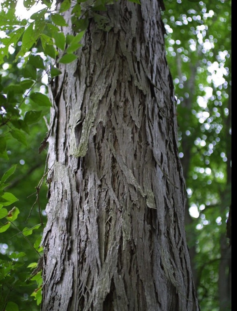 Shellbark Hickory Carya laciniosa tree plant , 6-12 tall. image 2